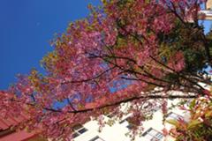 ホテル前の紅山桜